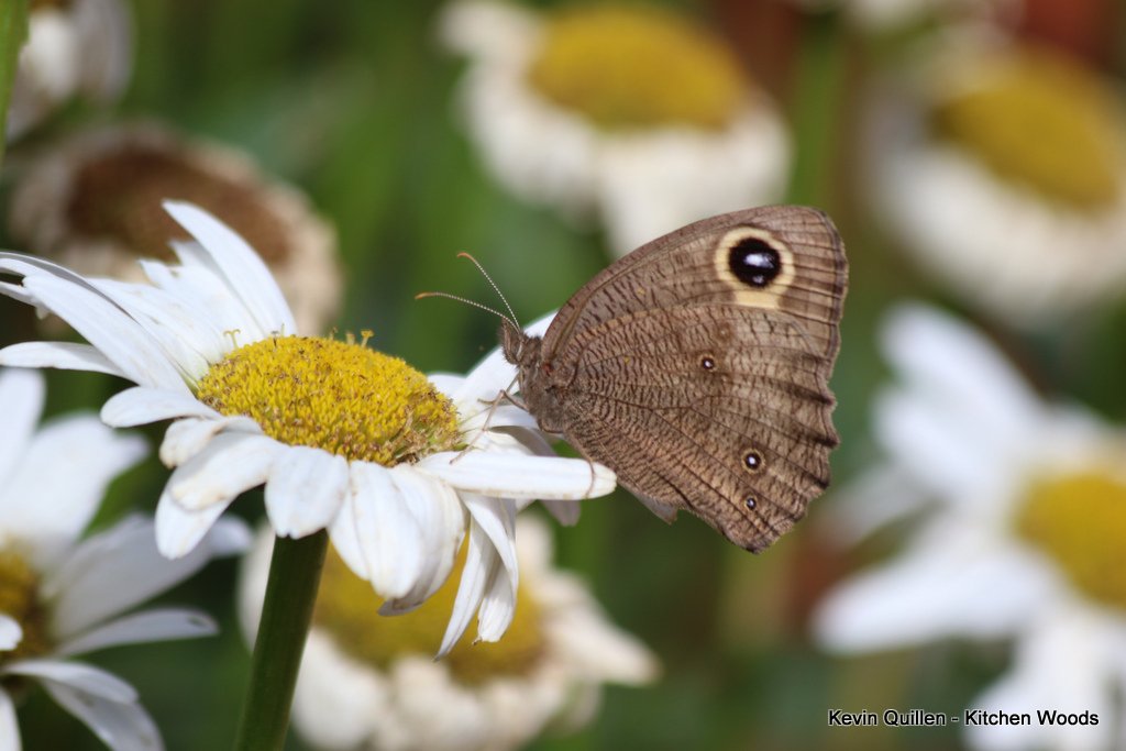 Wood Nymph Butterfly on Daisy #1